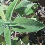 Salvia fruticosa Leaf