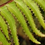 Nephrolepis abrupta Fruit