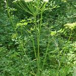 Peucedanum oreoselinum кора