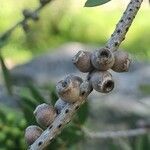 Melaleuca quinquenervia Gyümölcs