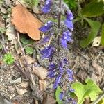 Coleus barbatus Fleur