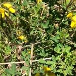 Cytisus nigricans Leaf