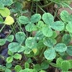 Oxalis megalorrhiza Hoja