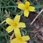 Lactuca viminea Blomma