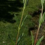 Epilobium palustre Liść