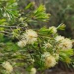 Melaleuca nodosa Leaf