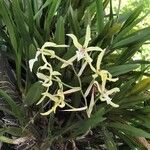 Miltonia flavescens Flower