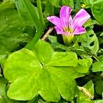 Oxalis debilis 花