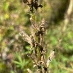 Lupinus argenteus Virág