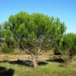 Pinus halepensis Habitat