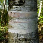 Betula ermanii Corteccia