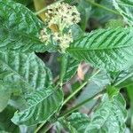 Psychotria horizontalis Beste bat