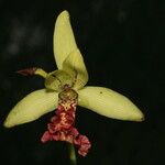 Eulophia flabellata Blüte