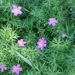 Geranium sanguineumപുഷ്പം