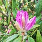 Rhododendron lukiangense Flor