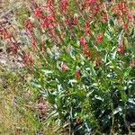 Penstemon centranthifolius Хабит