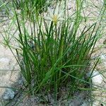 Zephyranthes candida Hábito