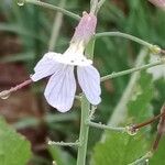 Raphanus raphanistrum Flower