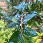 Cotoneaster simonsii Φύλλο