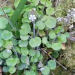 Saxifraga hirsuta Flor