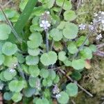 Saxifraga hirsuta Flower