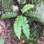 Polystichum aculeatum Celota