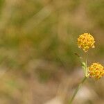 Bupleurum ranunculoides Λουλούδι