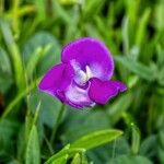 Vigna vexillata Flower