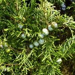 Chamaecyparis thyoides Fruit