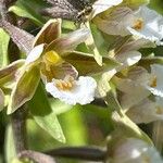 Epipactis palustris Blüte