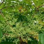 Aralia spinosa Virág