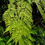 Davallia chaerophylloides Other