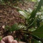 Lacunaria crenata Blatt
