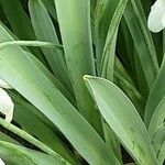 Galanthus elwesii Leaf