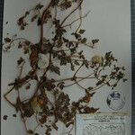 Clematis brevipes Otro