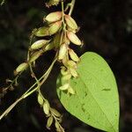 Dioscorea spiculiflora Fruit