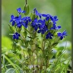 Gentiana utriculosa Blomma