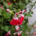 Salvia microphylla Çiçek