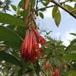 Fuchsia boliviana പുഷ്പം