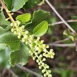 Prunus ilicifolia പുഷ്പം