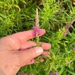 Lythrum virgatumFlor