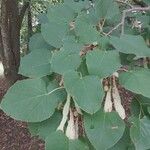 Tilia tomentosa Leaf