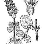 Stachys brachyclada Други