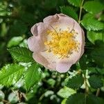 Rosa × malmundariensis 花