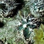 Echinocereus viridiflorus Habitatea