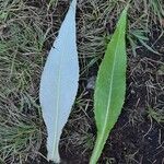 Cirsium heterophyllum Лист