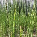 Equisetum fluviatile L.Frunză