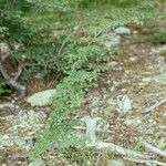 Nothofagus pumilio Habitat