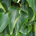 Actinidia melanandra Leaf