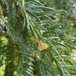 Torreya californica Blüte